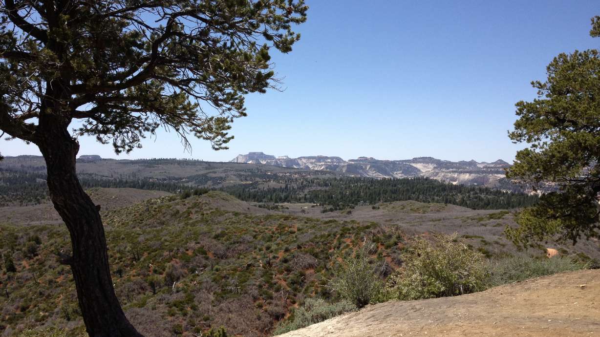 Trail running forces you to slow down, smell the wildflowers