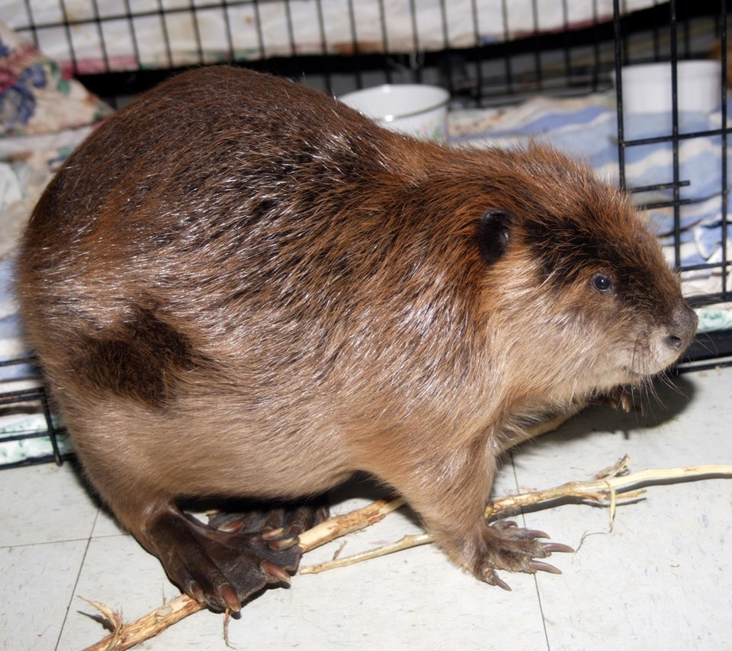 Beavers hurt in diesel fuel spill to be released into wild