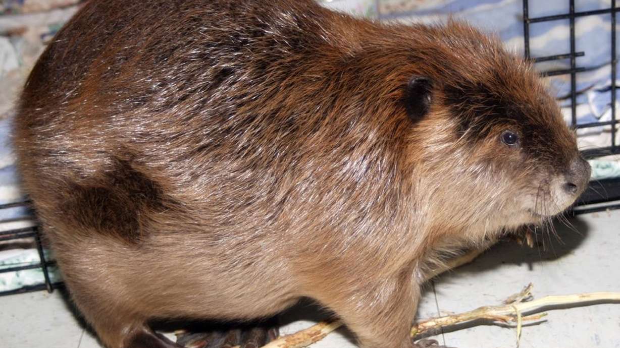 Beavers hurt in diesel fuel spill to be released into wild