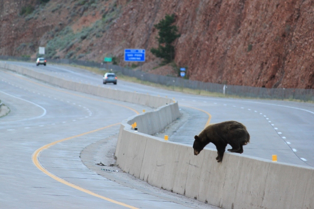 Bear climbs median, crosses freeway in Morgan County