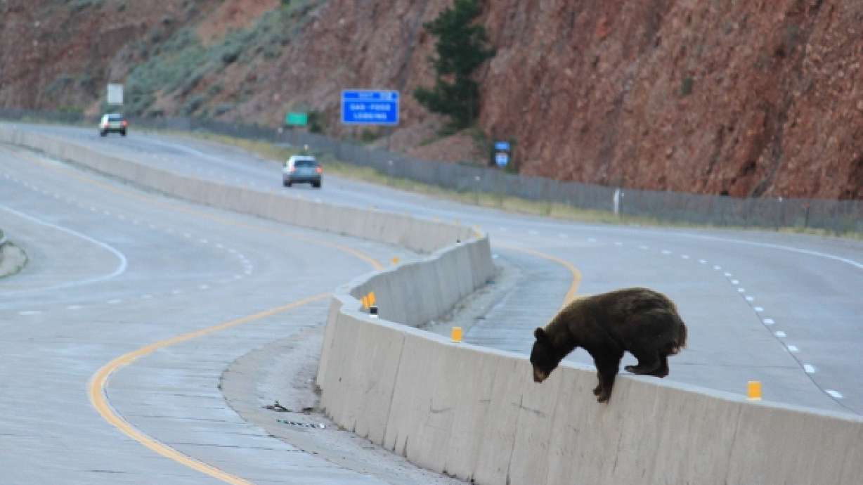Bear climbs median, crosses freeway in Morgan County