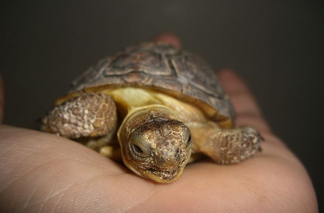 Threatened desert tortoise gets big money for conservation