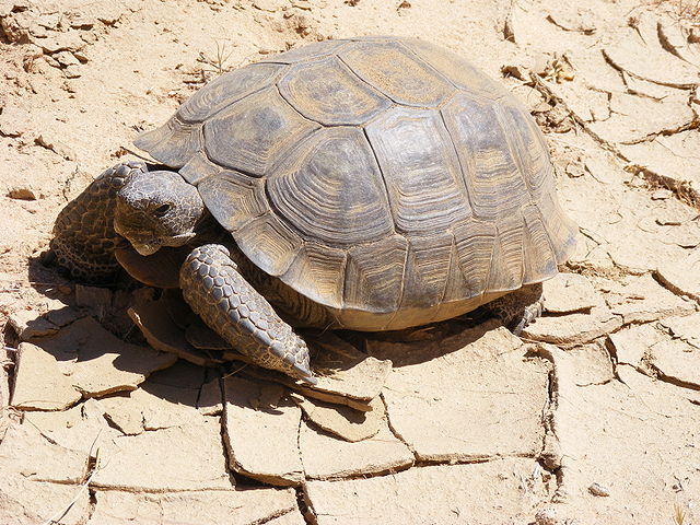 The threatened desert tortoise.