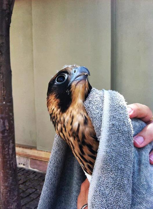 Peregrine falcon dies after flying into glass wall in downtown SLC