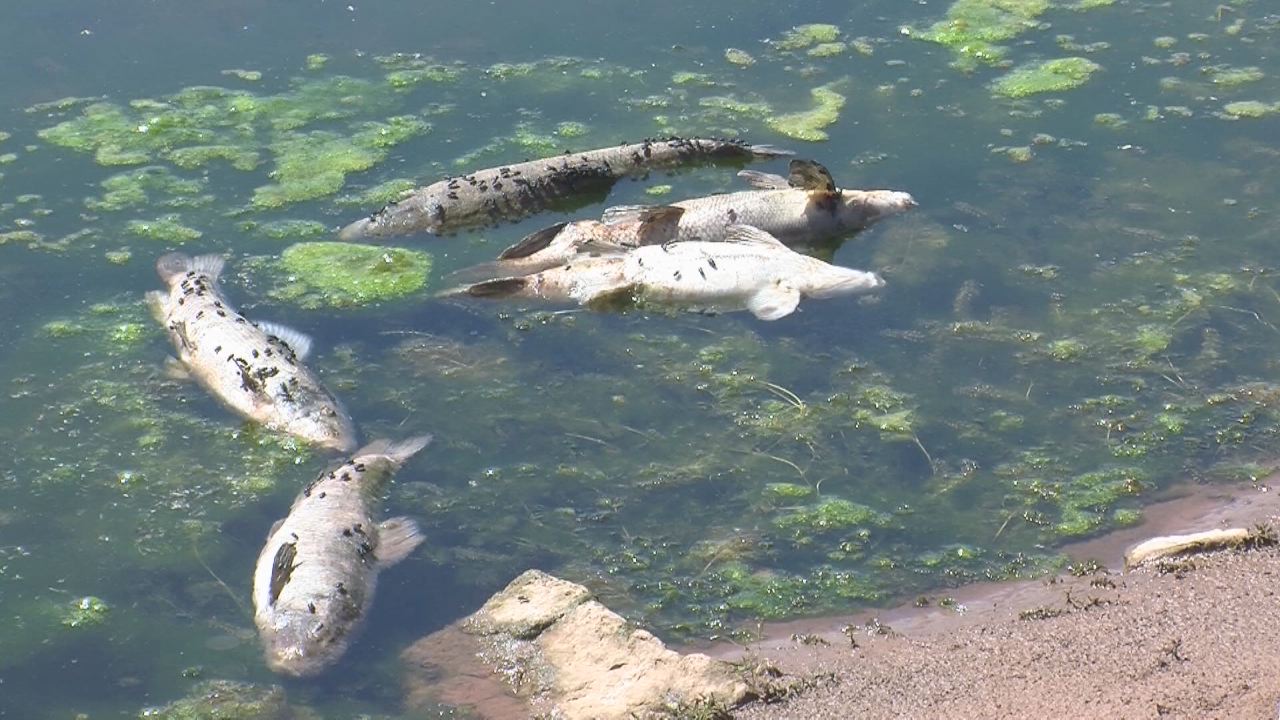 Ksl Cars Mobile >> Heat, low water levels kill 600 fish at Strawberry Reservoir | KSL.com Ksl Cars Mobile >> Heat, low water levels kill 600 fish at Strawberry Reservoir | KSL.com