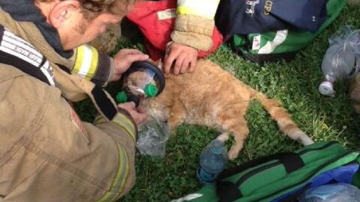 Firefighters rescued, revived cat from burning house
