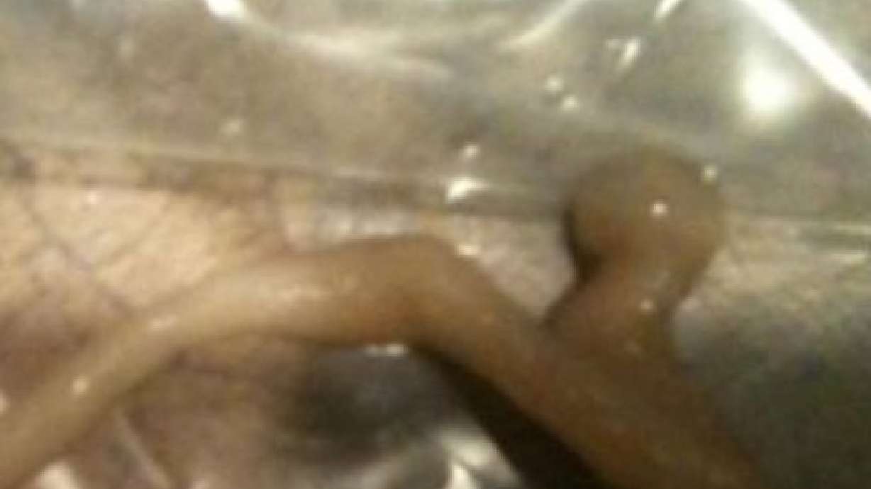 Woman finds 'worm' dangling from Capri Sun straw