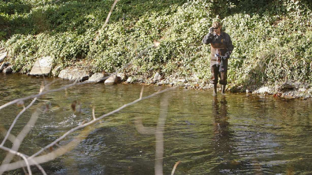 Unknown cause kills 300 fish in Provo River