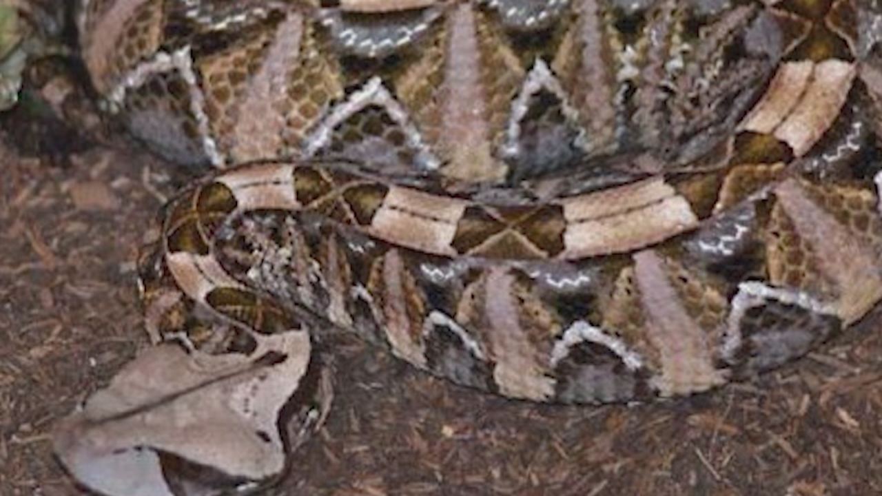 Firefighters discover 28 snakes in Clearfield home after responding to fire