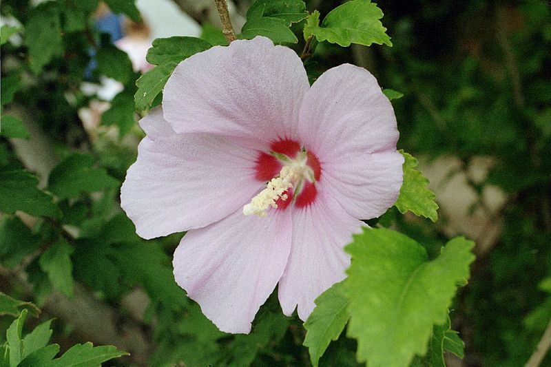 Rose of Sharon