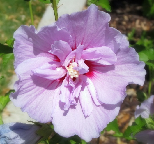 Rose of Sharon
