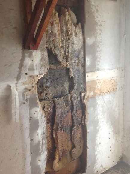 Thousands of bees attack Texas couple, kill horses 