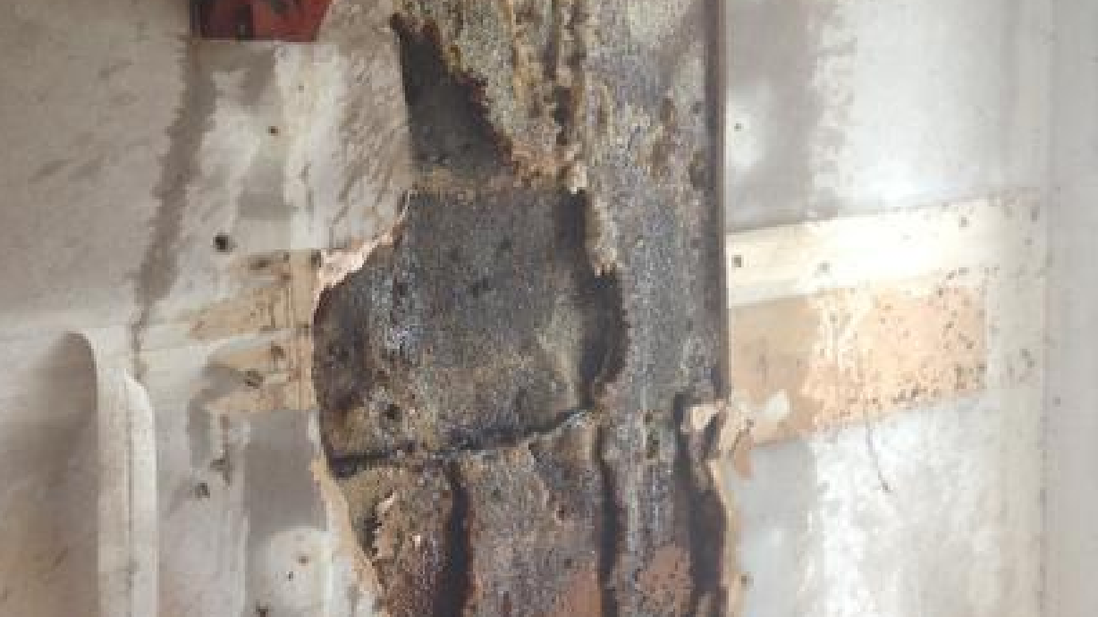 Thousands of bees attack Texas couple, kill horses