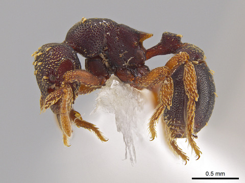Monster ants: Utah entomologist discovers 33 new species