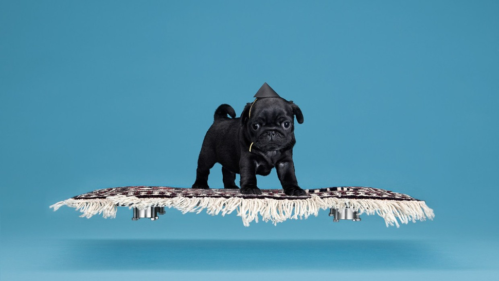 This company can make your pug fly on a magic carpet
