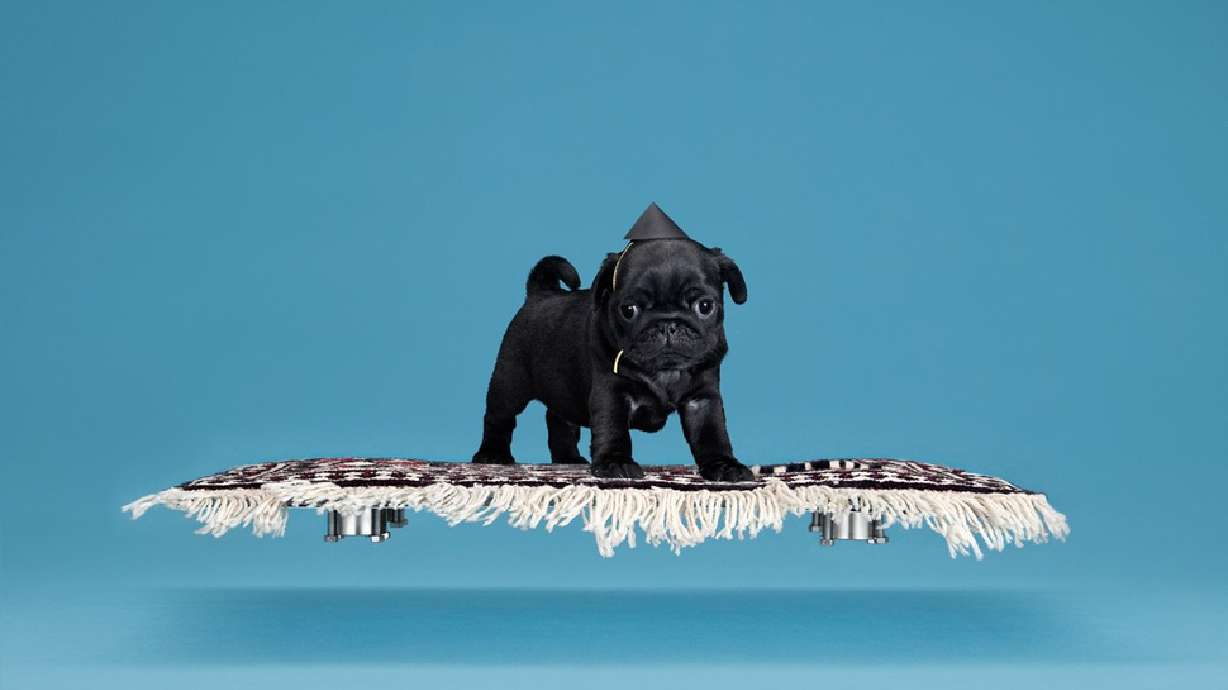 This company can make your pug fly on a magic carpet