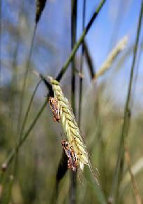 Grasshoppers invade southern Utah