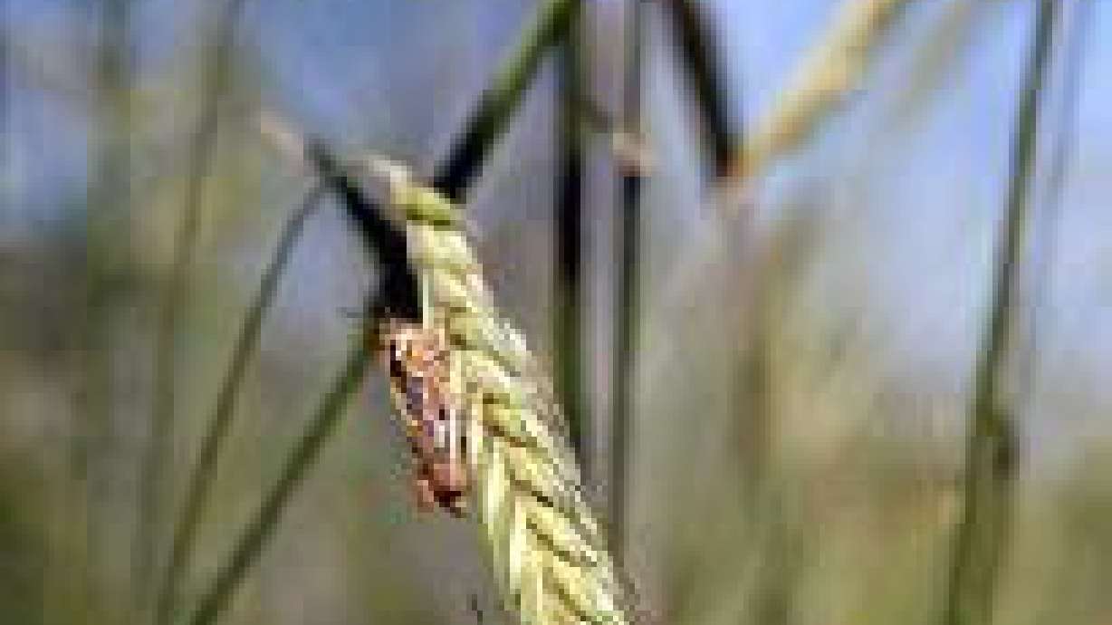 Grasshoppers invade southern Utah