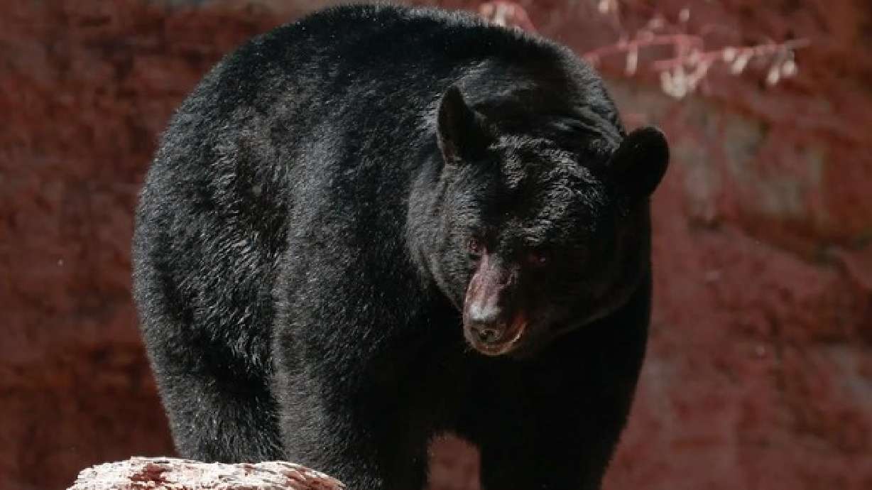 A black bear is pictured in an undated photo. A hungry black bear barged into the garage of a Connecticut bakery on Wednesday, scared several employees and helped itself to 60 cupcakes before ambling away.