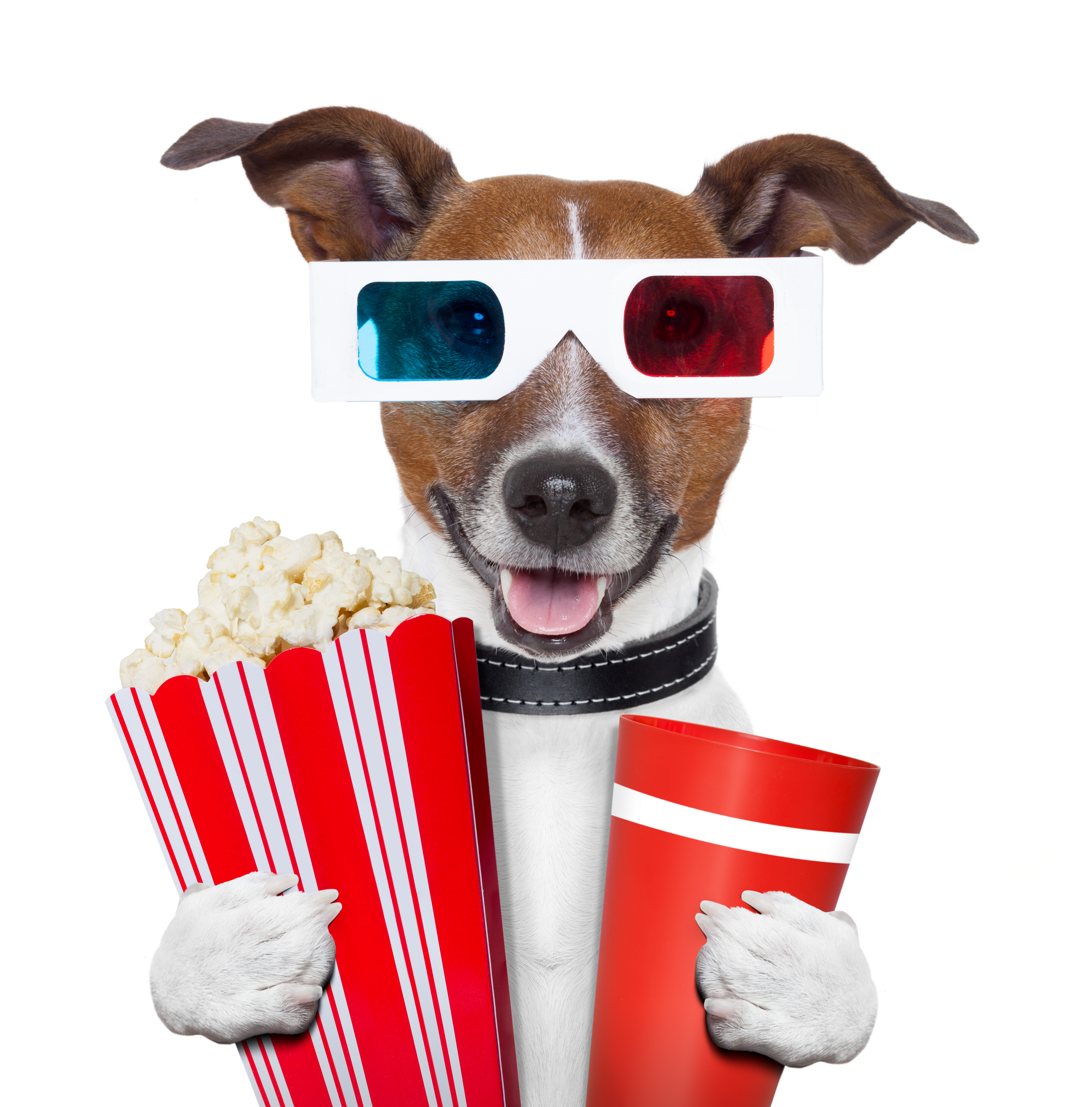 Un canal de televisión para perros, el ultimo grito en ocio canino