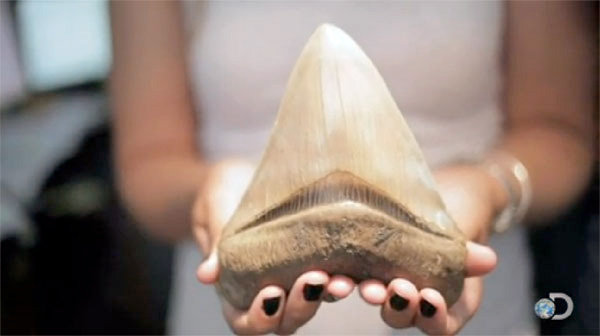 Could 70-foot monster shark still exist?