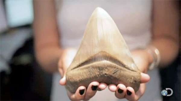 Could 70-foot monster shark still exist?