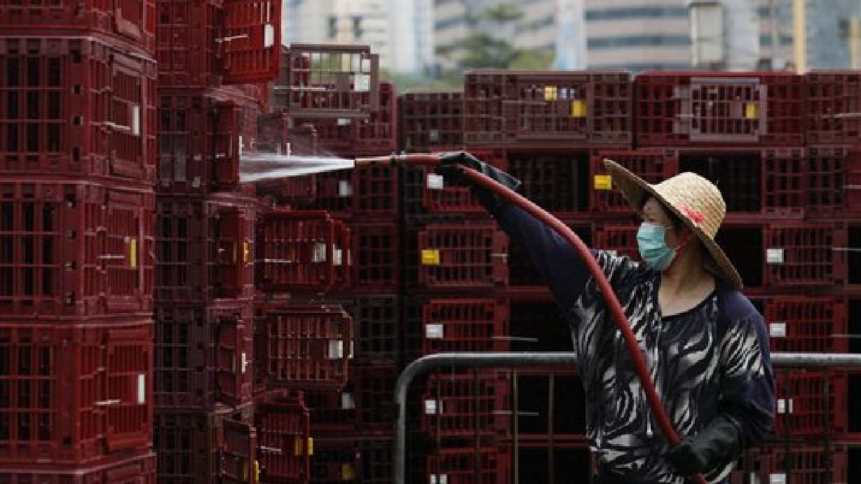 Scientists plan controversial lab-made bird flu