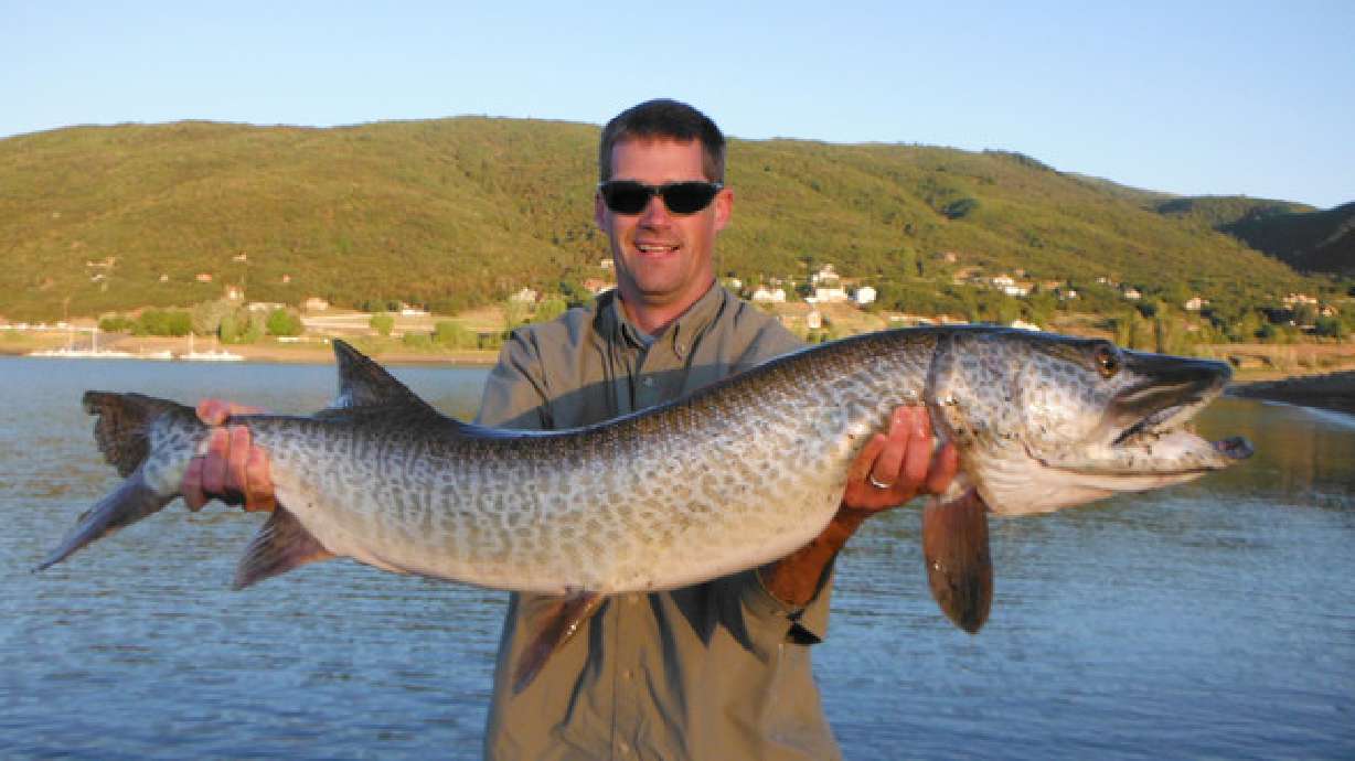 Record-breaking tiger muskie caught at Pineview Reservoir