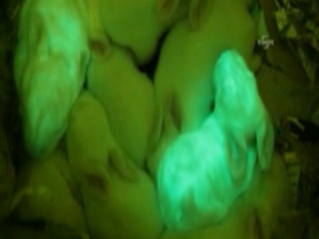 Researchers create glow-in-the-dark rabbits
