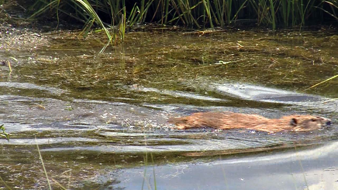 'Hero beavers' released into wild