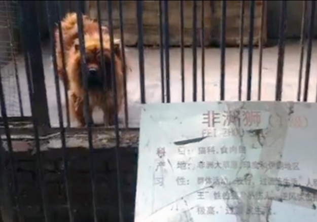 Chinese zoo passes off fluffy dog as 'African lion'