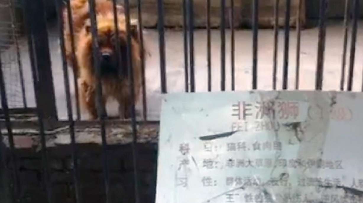 Chinese zoo passes off fluffy dog as 'African lion'