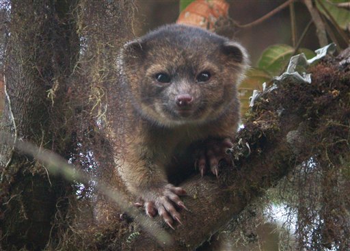 Adorable new mammal species found 'in plain sight' 
