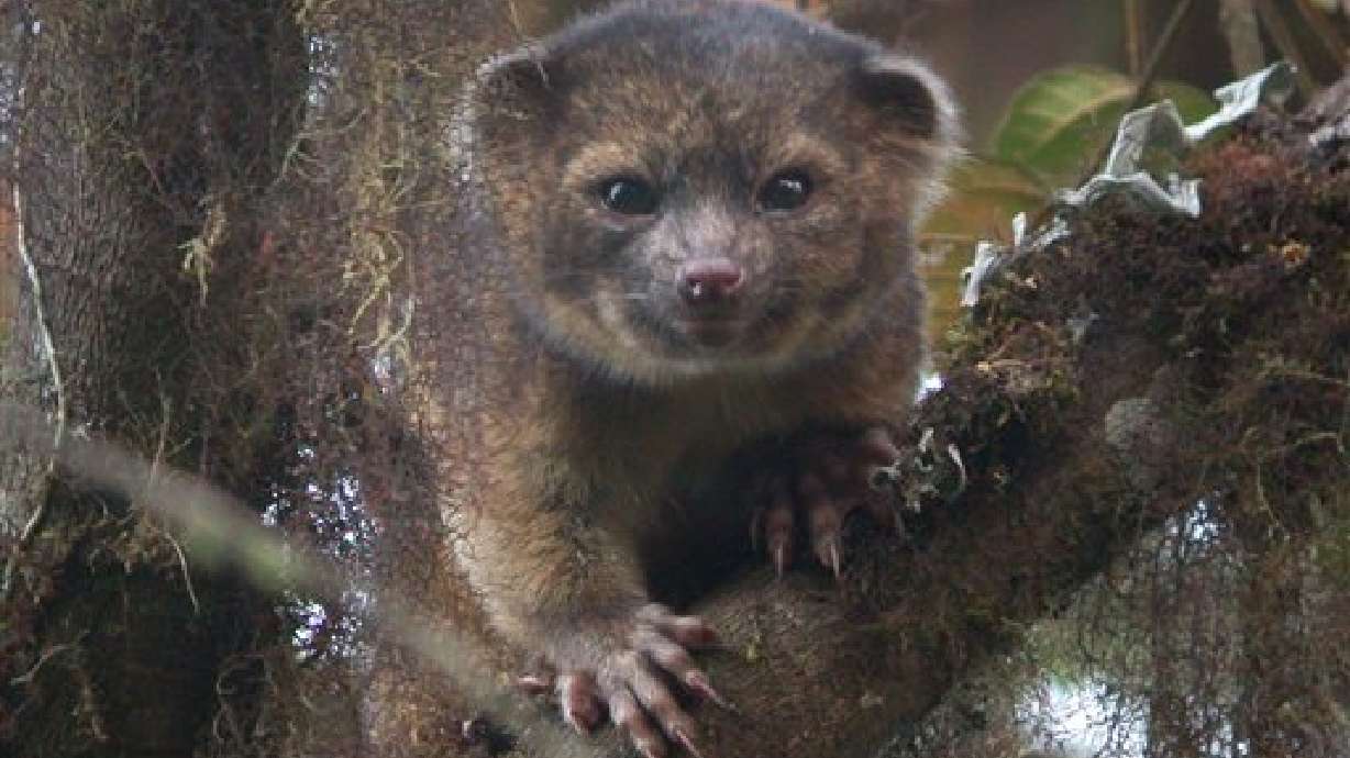 Adorable new mammal species found 'in plain sight'