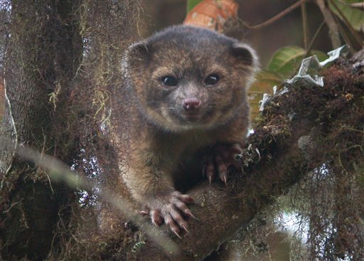Descubren nueva especie carnívora: Olinguito