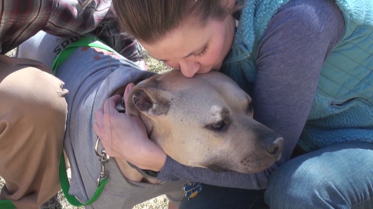 Some dog breeds too risky to cover, insurers say | KSL.com