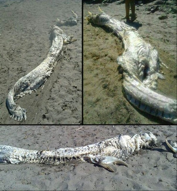 'Horned' sea creature washes ashore in Spain