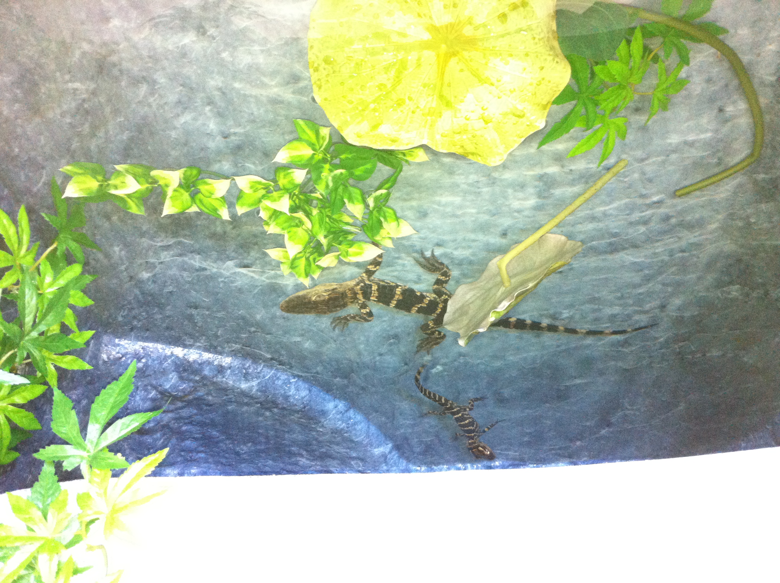 Increasing number of illegal reptiles found in Utah homes