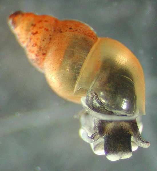 Invasive snails in NV waterways