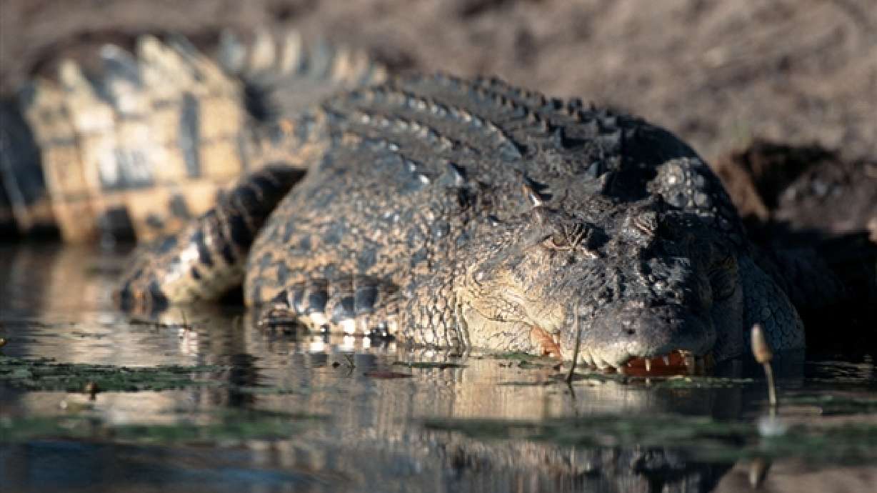 Man stuck on island for 2 weeks due to 20-foot croc