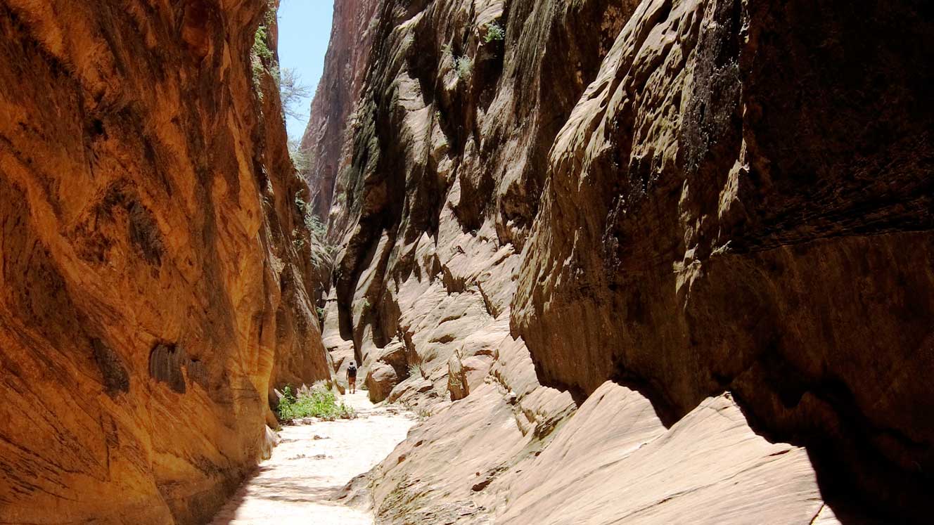 Man survives 100-foot fall in Zion National Park