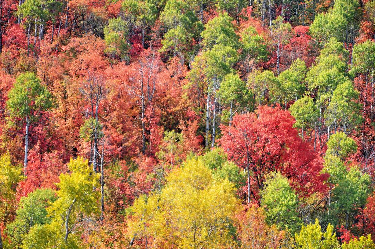 Near Trapper's Loop. Photo credit: Donis Meiners