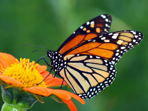 Planting for Butterflies