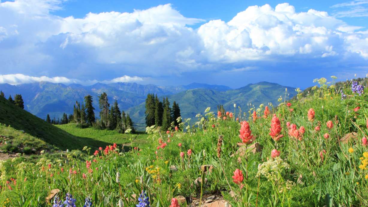 SLC ranked 'good place to live' for those with seasonal allergies