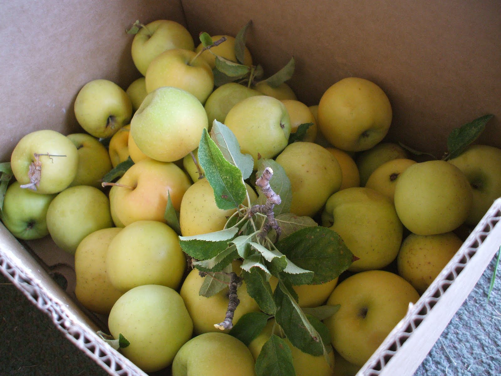 5 ways to preserve fall apples