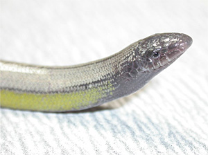 4 new species of legless lizards found in Calif. 