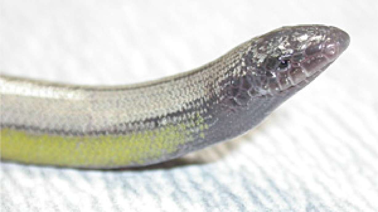 4 new species of legless lizards found in Calif.