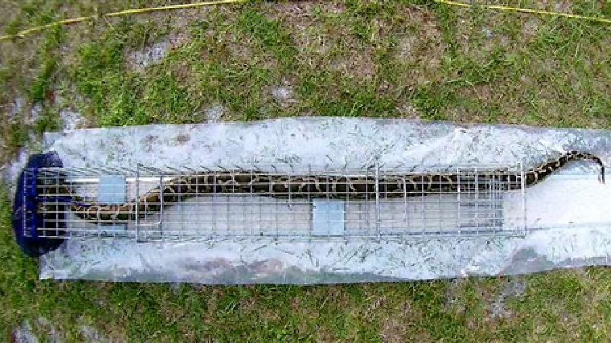 USDA to test new trap to catch Everglades pythons