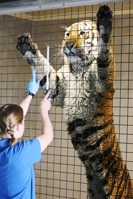 400 veterinarians visit Hogle Zoo as part of worldwide conference