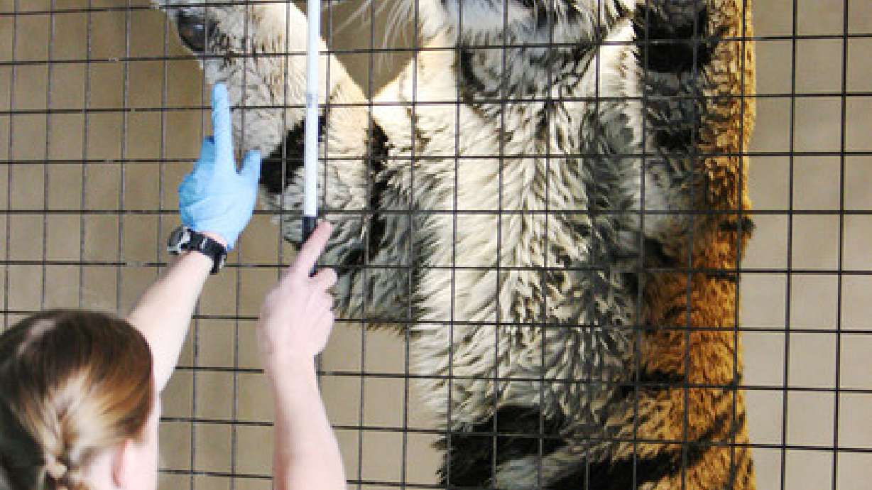 400 veterinarians visit Hogle Zoo as part of worldwide conference